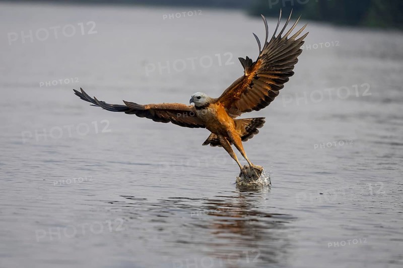 Fish hawk (Busarellus nigricollis), catching fish, Pantanal, Brazil, South America