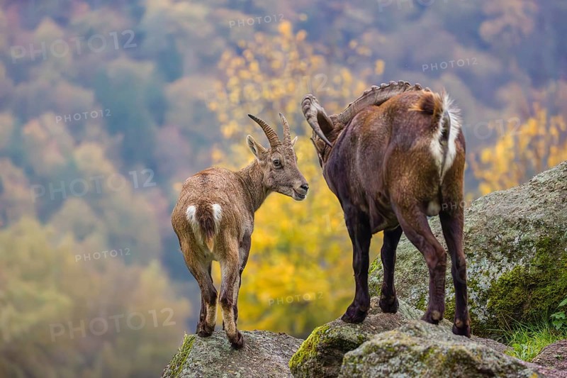 Two ibex (Capra ibex), a male and a female, stand on a rock. The male shows some flehming and sniffs on the female