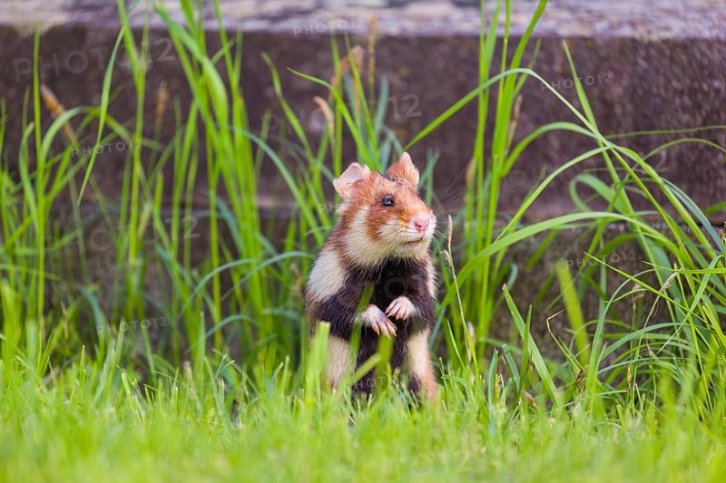 A European hamster (Cricetus cricetus), Eurasian hamster, black-bellied hamster or common hamster, standing tall in high grass, watching his surrounding for enemies and other hamsters