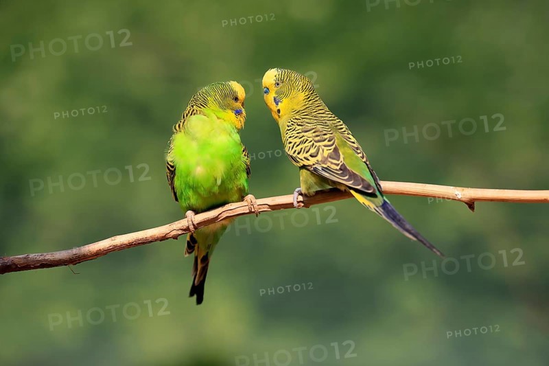 Budgerigar (Melopsittacus undulatus), adult, pair, male, female, two, in perch, Australia, Oceania