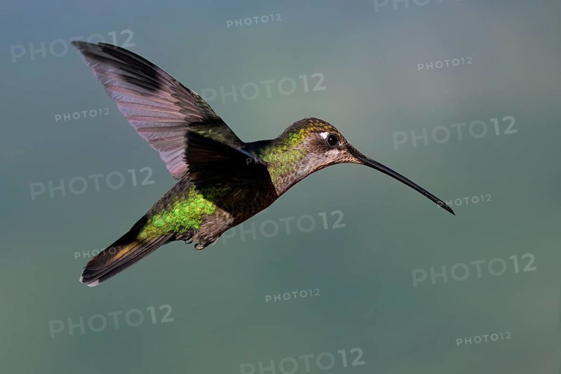 Flying Talamanca hummingbird or admirable hummingbird (Eugenes spectabilis), Costa Rica, Central America