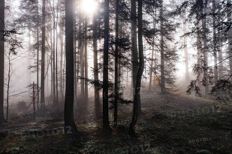 Morning fog in the backlight in the forest, Mondsee, Mondseeland, Salzkammergut, Upper Austria, Austria, Europe