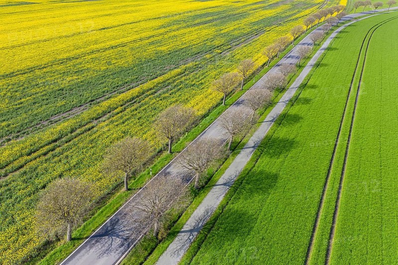 Aerial view over country road lined with common whitebeam trees (Aria edulis, Sorbus aria) in spring