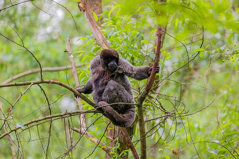 A common woolly monkey, brown woolly monkey, or Humboldt's woolly monkey (Lagothrix lagothricha) climbs in a tree