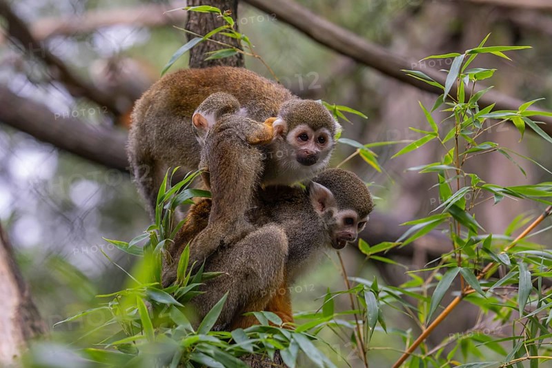 Two adult and one baby Central American squirrel monkey, Saimiri oerstedii, sitting in a green bush, playing
