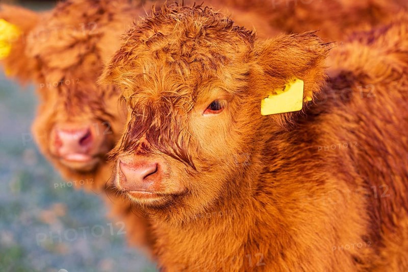 Portrait of two Highland calves (Bos (primigenius) taurus)