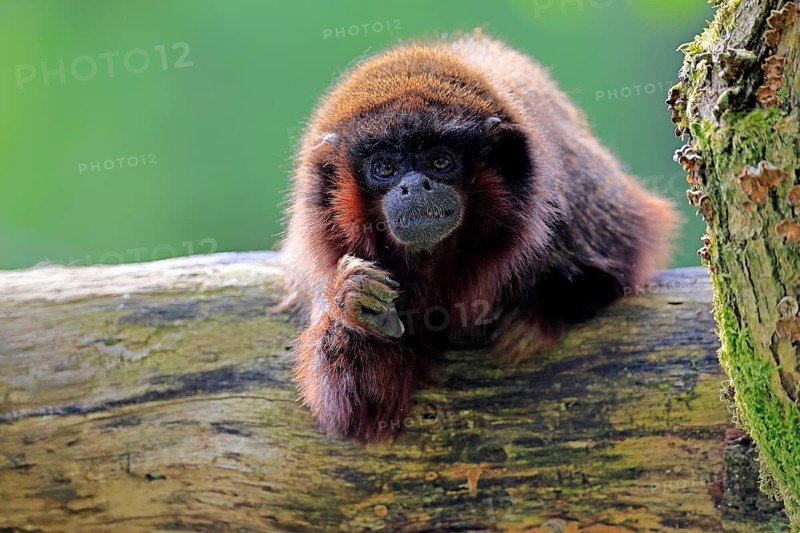 Coppery titi (Plecturocebus cupreus, Syn.: Callicebus cupreus), adult, portrait, tree trunk, South America