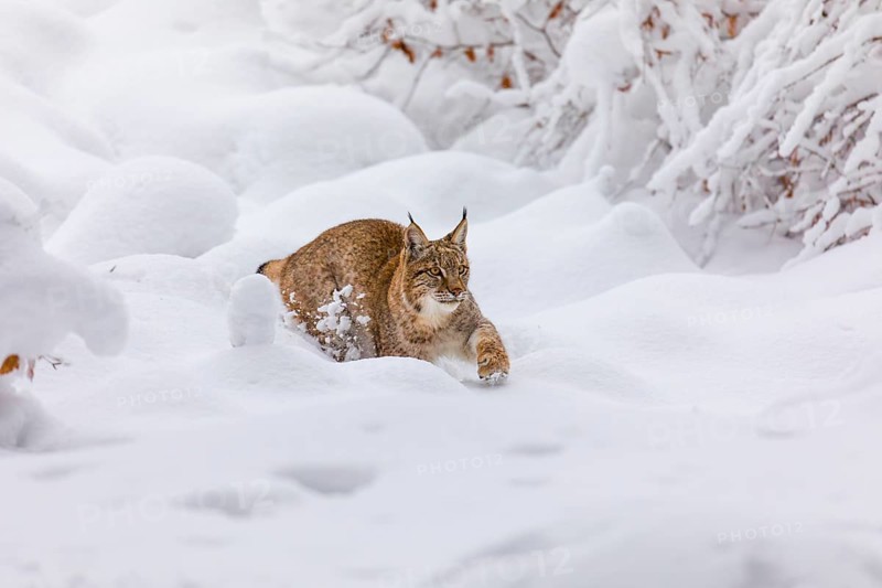 One young male Eurasian lynx, (Lynx lynx), walking through deep snow covered undergrowth in a forest