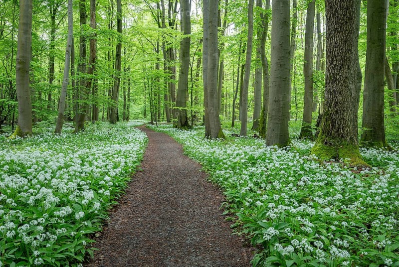 Path through a near-natural deciduous forest, copper beech forest (Fagus sylvatica) with flowering wild garlic (Allium ursinum), Hainich National Park, Thuringia, Germany, Europe