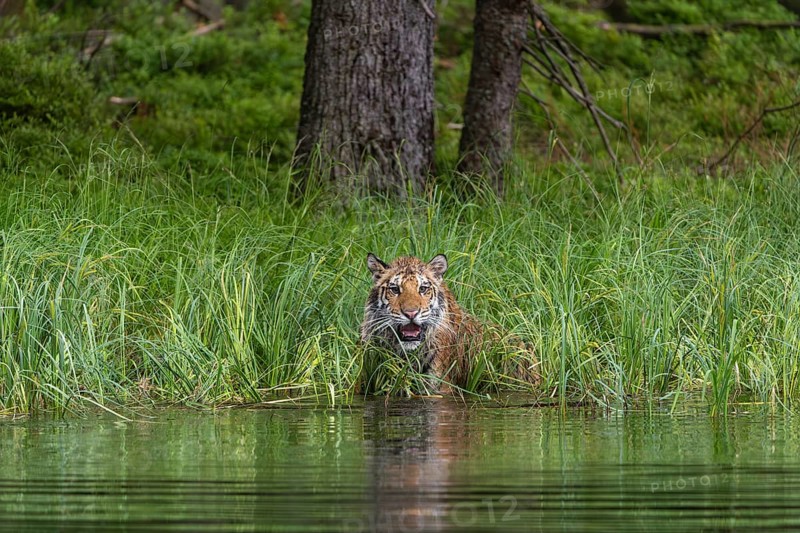 One young female Siberian Tiger, Panthera tigris altaica, running thru reed grass ashore a pond hunting for birds