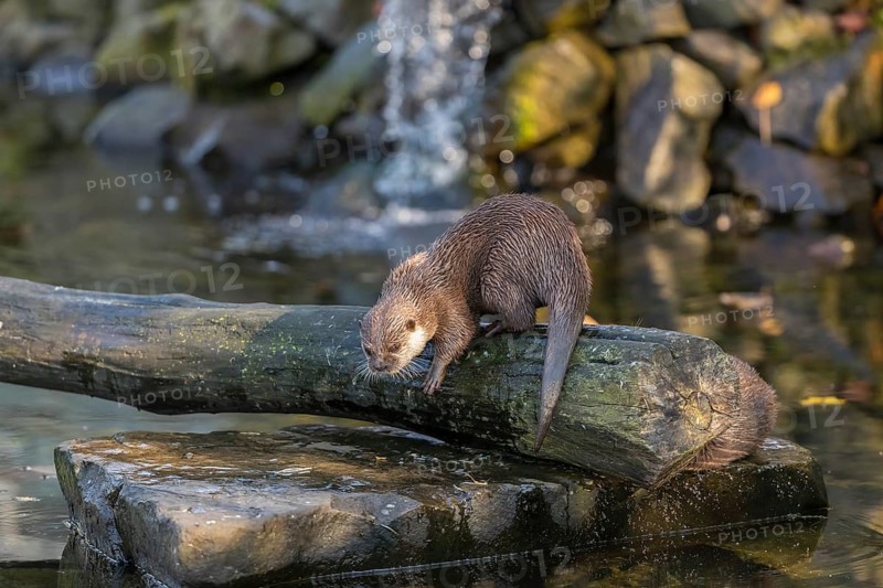 One oriental small-clawed otter or Asian small-clawed otter (Aonyx cinerea), in a creek in front of a small cascade. Small rocks around