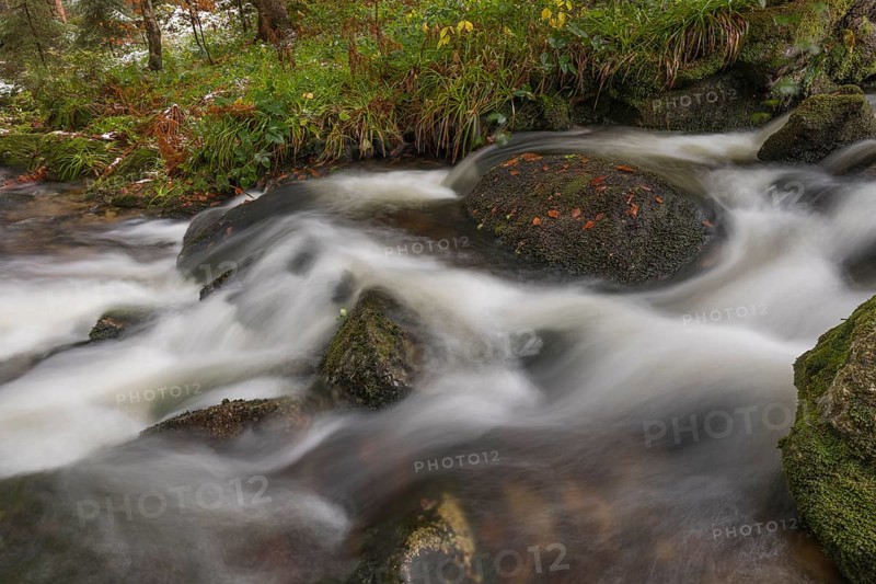 Kleine Ohe creek below Waldhaeuser village in the Bavarian Forest Nationalpark. Flowing water and fallen trees
