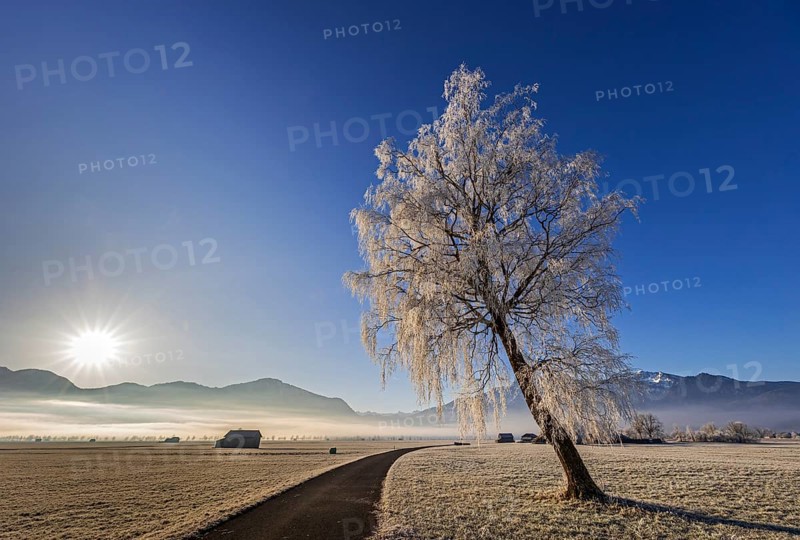 Tree, birch, hoarfrost, sunbeams, fog, path, sunny, mountain landscape, winter, Loisach-Lake Kochel moor, view of Jochberg, Herzogstand, Heimgarten, Alpine foothills, Bavaria, Germany, Europe