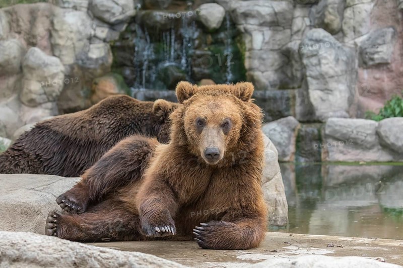 Two Kamchatka brown bear (Ursus arctos piscator), resting on rocks near a pond with a small cascade in the background