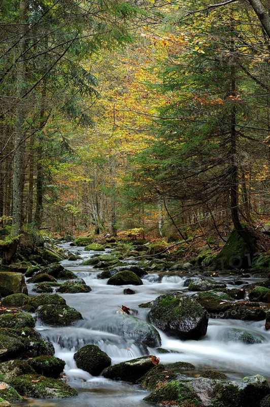 A stream flows through an autumnal forest, surrounded by moss and colourful foliage, Kleine Ohe, Bavarian Forest National Park