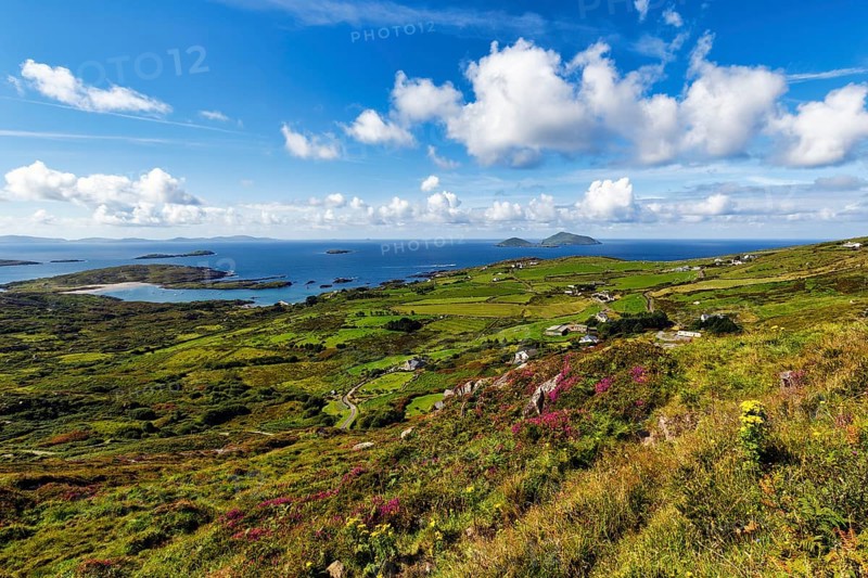 Typical coastline, blooming heather, Scariff and Deenish Islands on the horizon, view from above, spring clouds, panoramic road Ring of Kerry, Iveragh Peninsula, Ireland, Europe