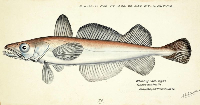 Merluccius australis, the southern hake, fish, reproduction of an original, by Frank Edward Clarke (b. 1849, d. 1899), ichthyologist and scientific draughtsman