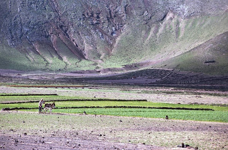Man ploughing land with a donkey Subsistence farming, Lanzarote, Canary Islands, Spain 1979