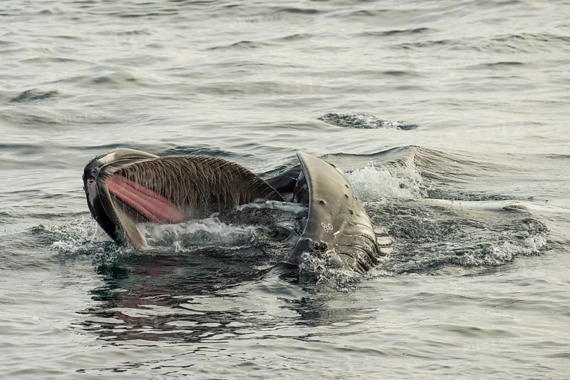 Humpback whale (Megaptera novaeangliae) feeding at the sea surface, Barents Sea, Northeast Iceland, Svalbard and Jan Mayen archipelago, Norway, Europe