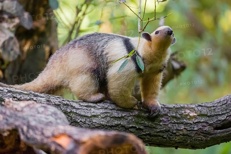 One southern tamandua (Tamandua tetradactyla), climbs up a tree in a forest
