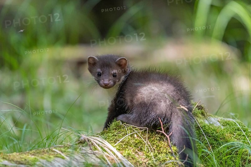 One beech marten (Martes foina), playing on the forest floor between green vegetation
