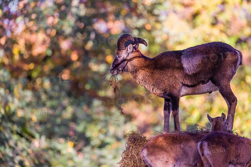 A group of European mouflon (Ovis aries musimon) stands on a haystack