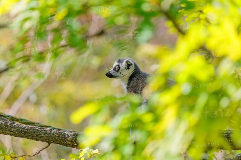 A ring-tailed lemur (Lemur catta) sits high up in a tree on a branch between fresh green leaves