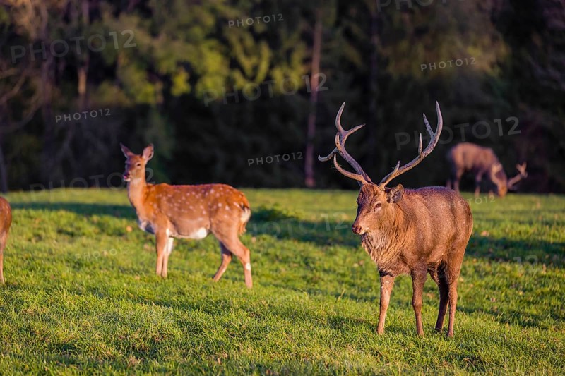 One male and one female Dybowsky deer (Cervus nippon hortulorum) stand on a green meadow. First morning light