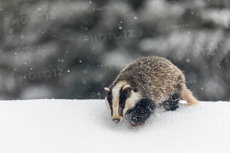 One young European badger (Meles meles) walking through deep snow during snow fall