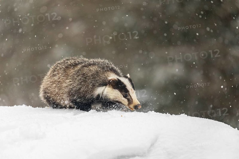 One young European badger (Meles meles) walking through deep snow during snow fall