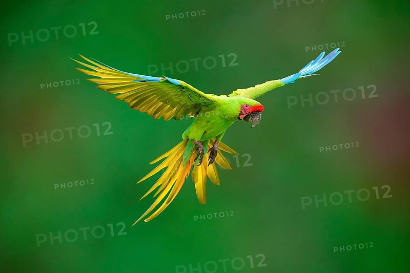 Flying Great Green Macaw or Grand Military Macaw (Ara ambiguus), Costa Rica, Central America