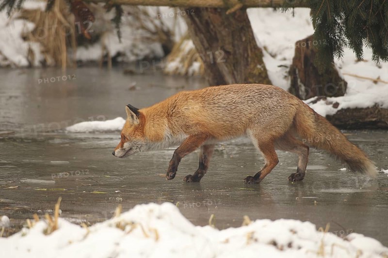 Red lynx (Vulpes vulpes) running across a frozen stream, Allgäu, Bavaria, Germany, Allgäu, Bavaria, Germany, Europe