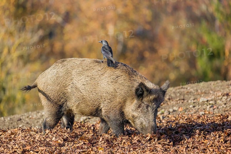 A wild boar or wild pig (Sus scrofa), walks on an opening searching for food. A western jackdaw (Coloeus monedula) stands on his back and an autumnal colored forest is in the background