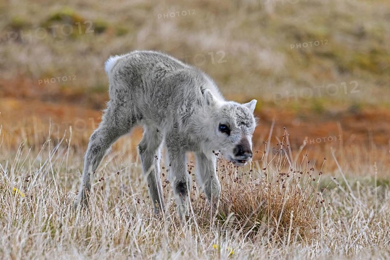 Svalbard reindeer (Rangifer tarandus platyrhynchus) calf foraging on the tundra in summer on Spitsbergen, Norway, Europe