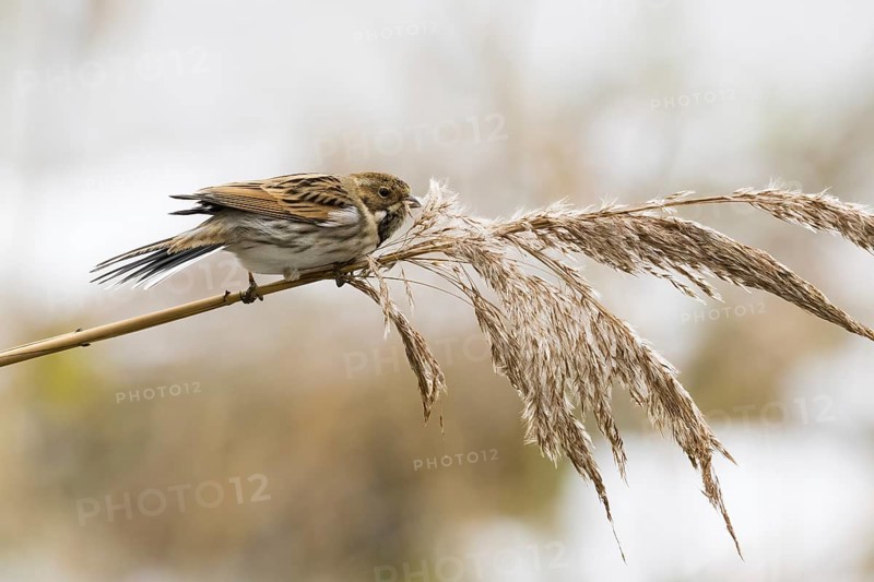 A reed bunting (Emberiza schoeniclus), female, sitting peacefully on a reed in natural light, Hesse, Germany, Europe