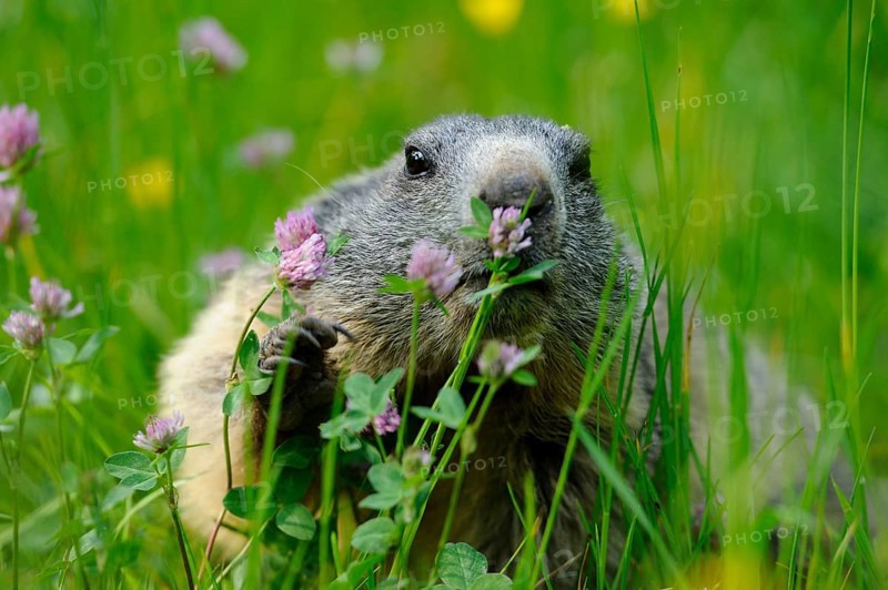 Marmot enjoying clover in a flowery meadow surrounded by fresh green grass, Alpine Marmot (Marmota marmota), Bavaria
