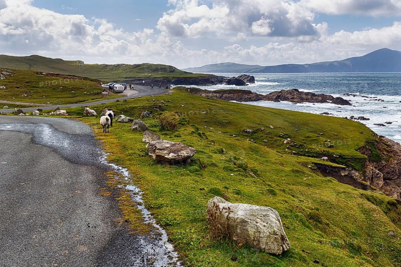 Two sheep walking on panoramic Atlantic Drive, coastline, viewpoint, southern Achill Island, Mayo, Wild Atlantic Way, Atlantic Ocean, Ireland, Europe