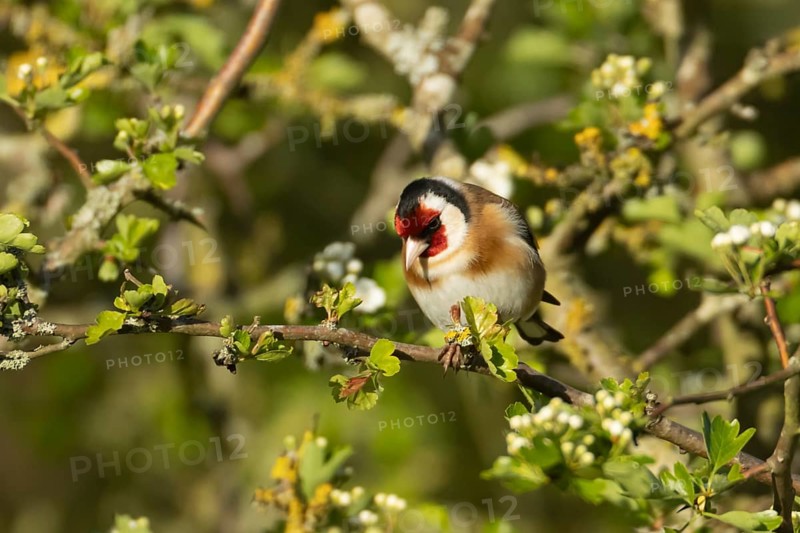 European goldfinch (Carduelis carduelis) adult bird on a Hawthorn tree branch with spring flowers, England, United Kingdom, Europe