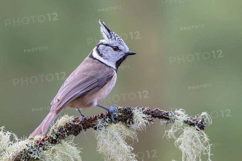 Crested Tit (Parus Scalloped ribbonfish), sitting on a branch, Terfens, Tyrol, Austria, Europe