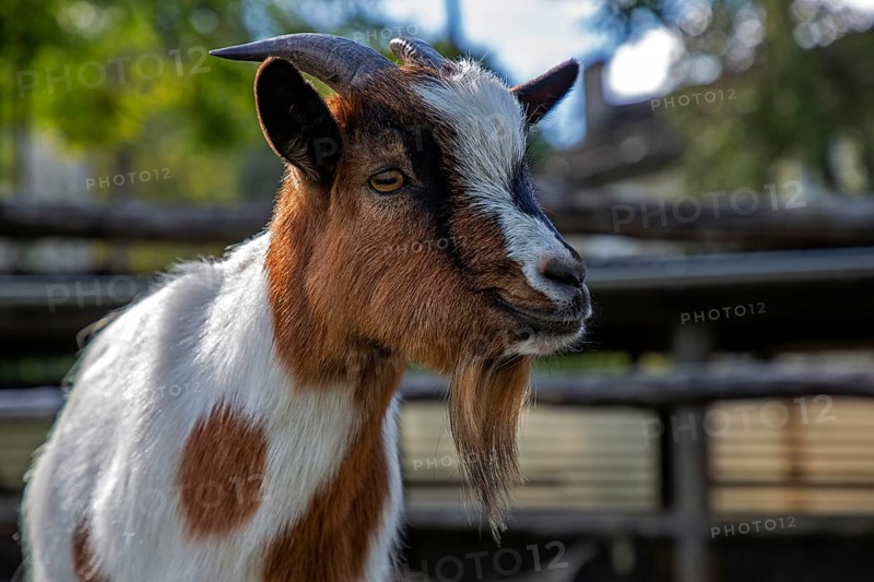 Goat (Capra), mountain village Rasa, Centovalli, Canton Ticino, Switzerland, Europe