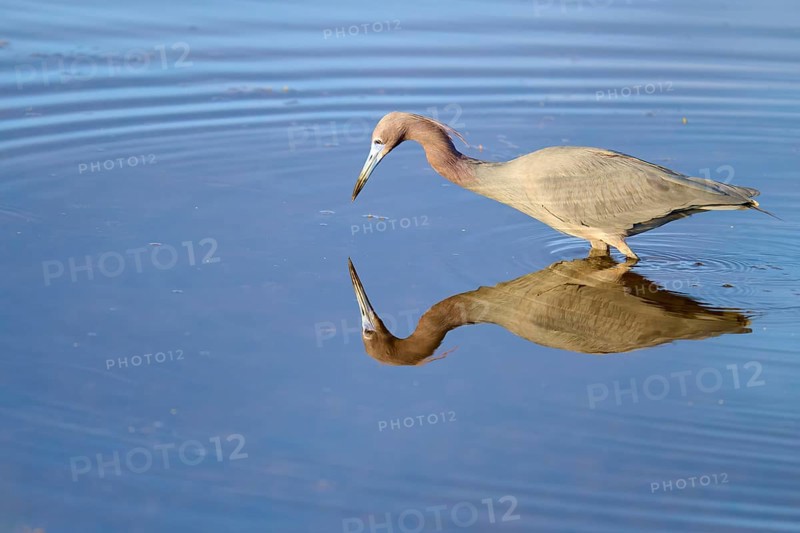 Great Blue Heron (Egretta caerulea), walking and reflecting in the water, Black Point Wildlife Drive, Titusville, Florida, USA, North America