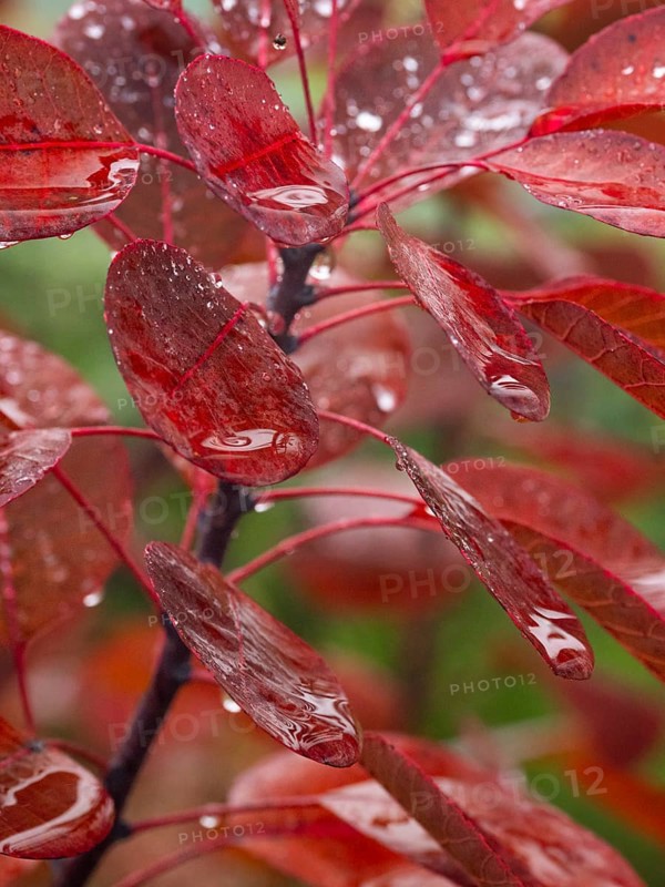 Smoke Tree (cotinus coggygria), leaves in autumn colour, covered with water droplets, Hessen, Germany, Europe