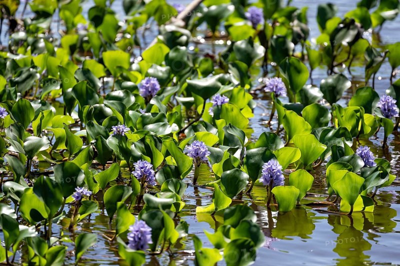 Common water hyacinth (Pontederia crassipes), flowers in the water, Tortuguero National Park, Costa Rica, Central America