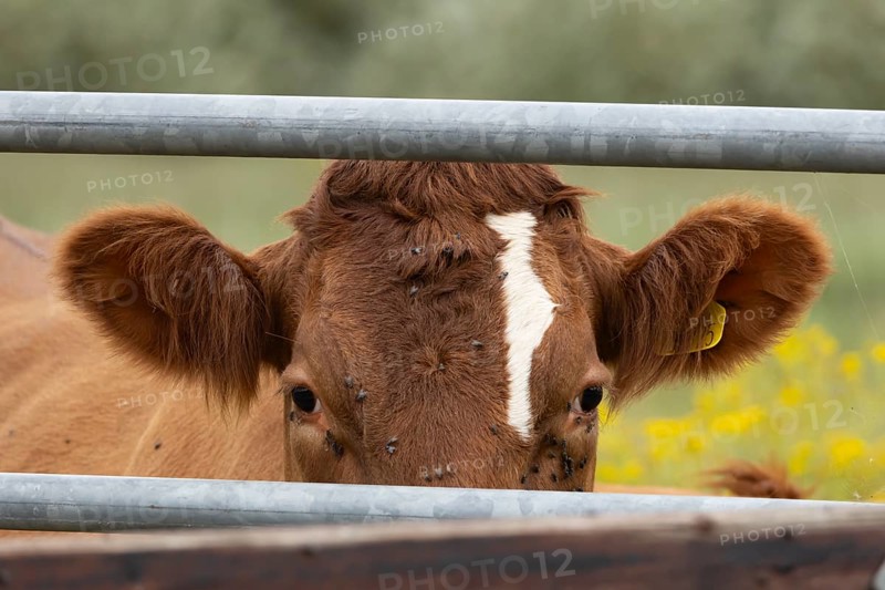 Domestic cattle or cow (Bos taurus) adult farm animal looking through a metal gate, England, United Kingdom, Europe