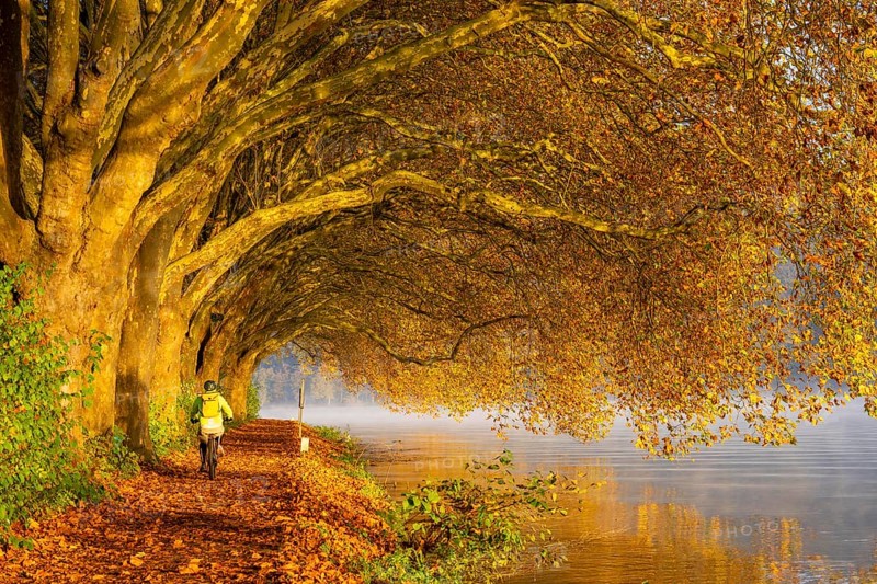 Autumn colours on the Platanen Allee, Hardenberg Ufer, lakeside path on Lake Baldeney, near Haus Scheppen, in Essen, North Rhine-Westphalia, Germany, Europe