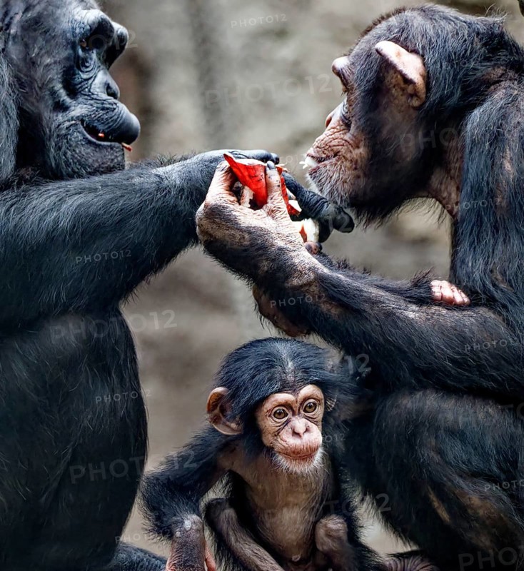 Animal portrait, Western chimpanzee (Pan troglodytes verus) playing with young, captive, distribution central and western Africa