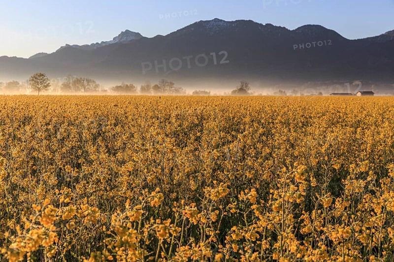 Rape field, sunrise, sunbeams, backlight, mountain landscape, fog, Schlehdorf, Alpine foothills, Bavaria, Germany, Europe