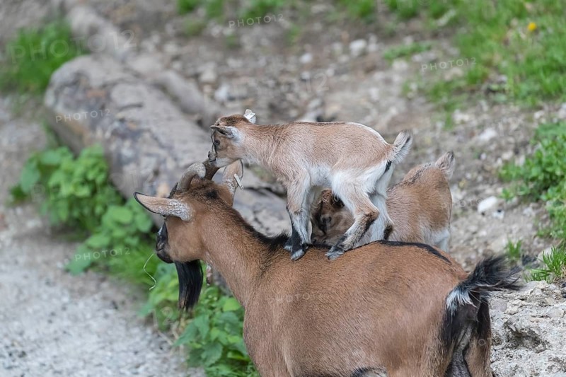 One newborn Pygmy goat, Capra hircus, standing on the back of an adult pygmy goat