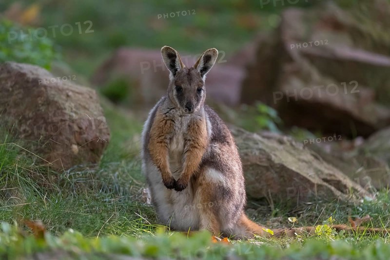 One yellow-footed rock-wallaby (Petrogale xanthopus), or ring-tailed wallaby sitting on grass between rocks and trees. Near threatened (IUCN)