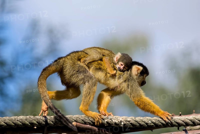 Squirrel monkey (Saimiri) with newborn on its back, Nuremberg Zoo, Middle Franconia, Bavaria, Germany, Europe